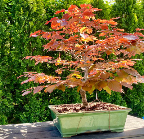 Fagus Sylvatica Fagus Sylvatica