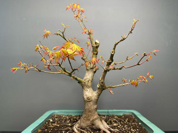 Klon - Acer Palmatum Klon - Acer Palmatum