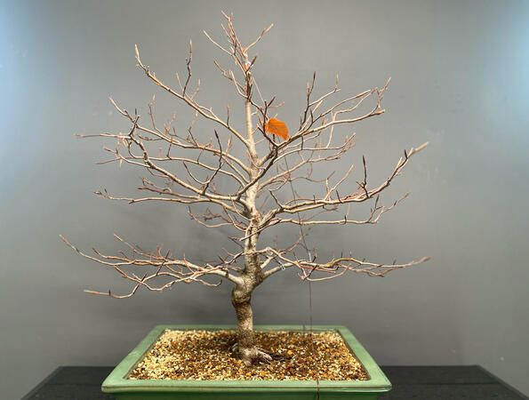 Buk - Fagus Sylvatica Buk - Fagus Sylvatica