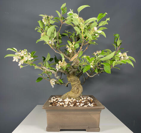 Malus Haliana Malus Haliana