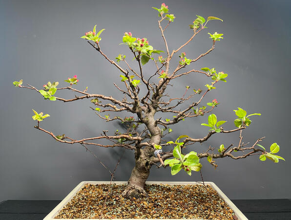 Jabłoń - Malus Haliana Jabłoń Malus Haliana