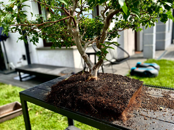 Jabuticaba Jabuticaba