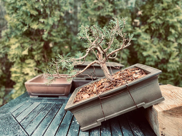 Pinus Sylvestris Pinus Sylvestris