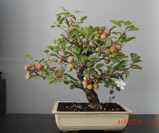 Malus Haliana Malus Haliana