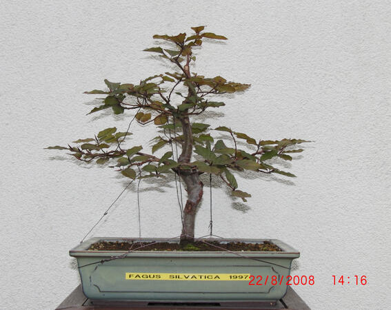 Buk - Fagus Sylvatica Buk - Fagus Sylvatica