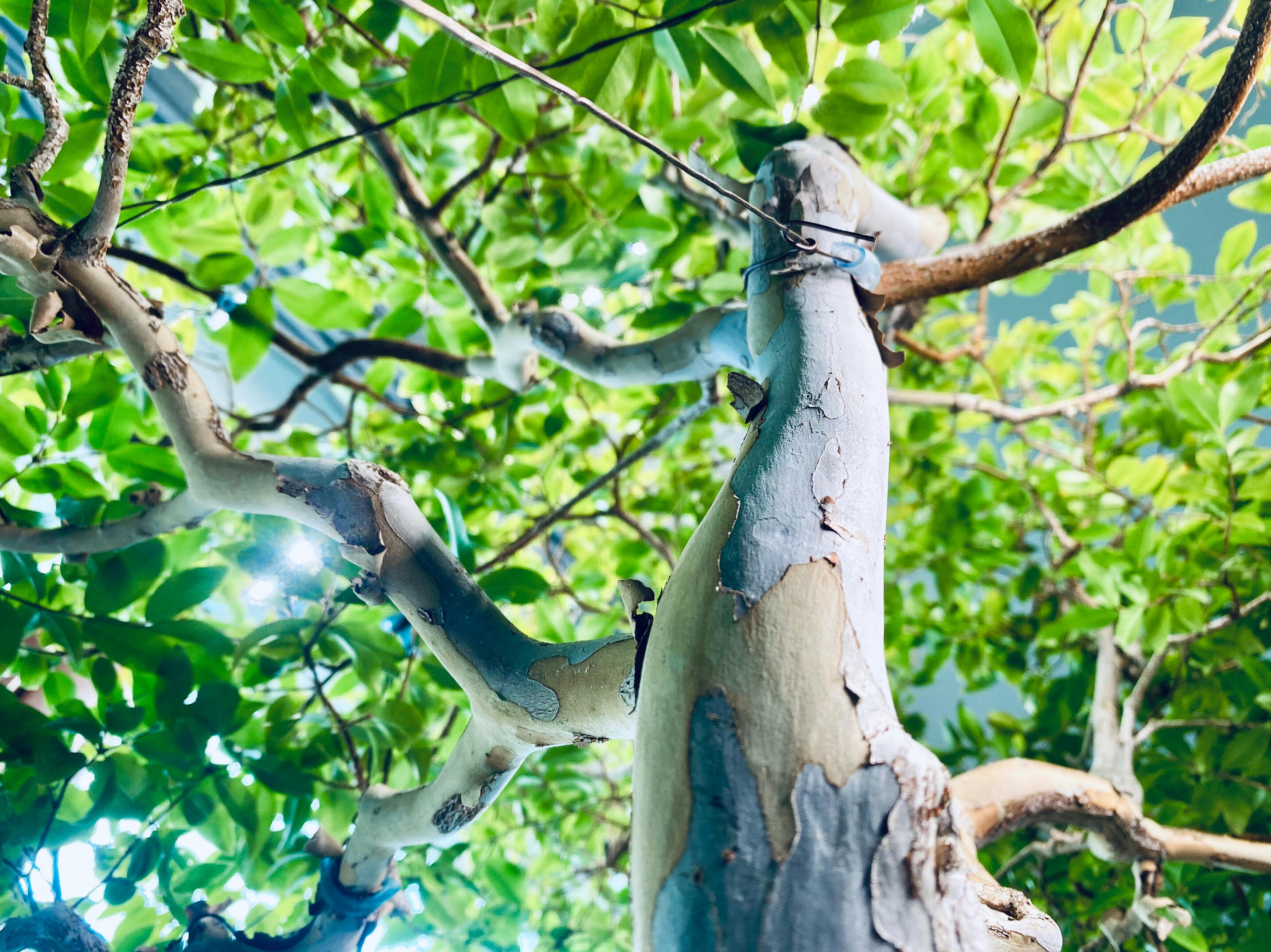 Jabuticaba